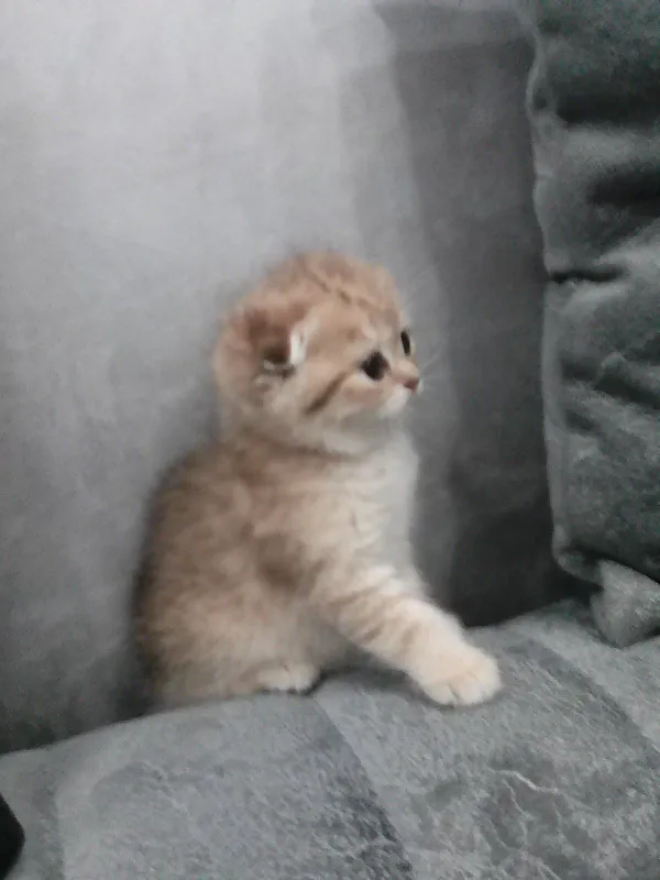 Продается котёнок — фото 5