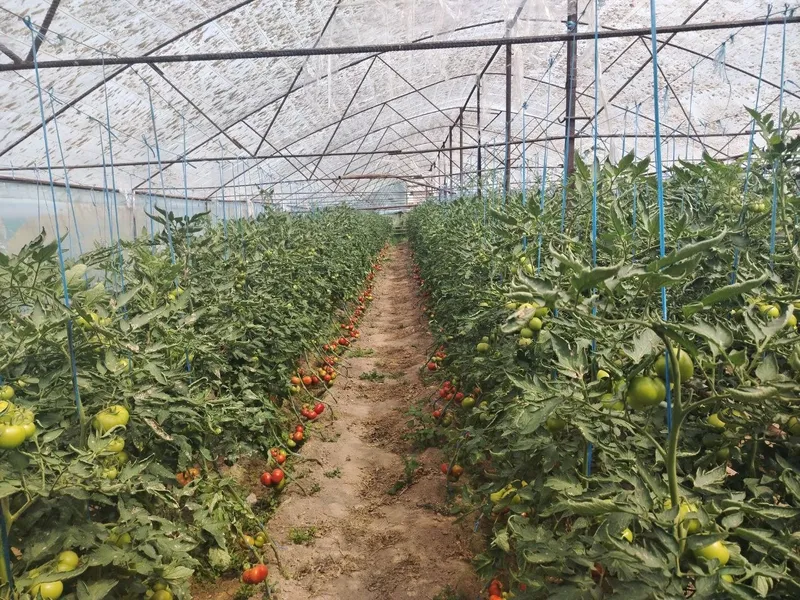 Pomidor navi Bo'ron 10 ming so'm kg