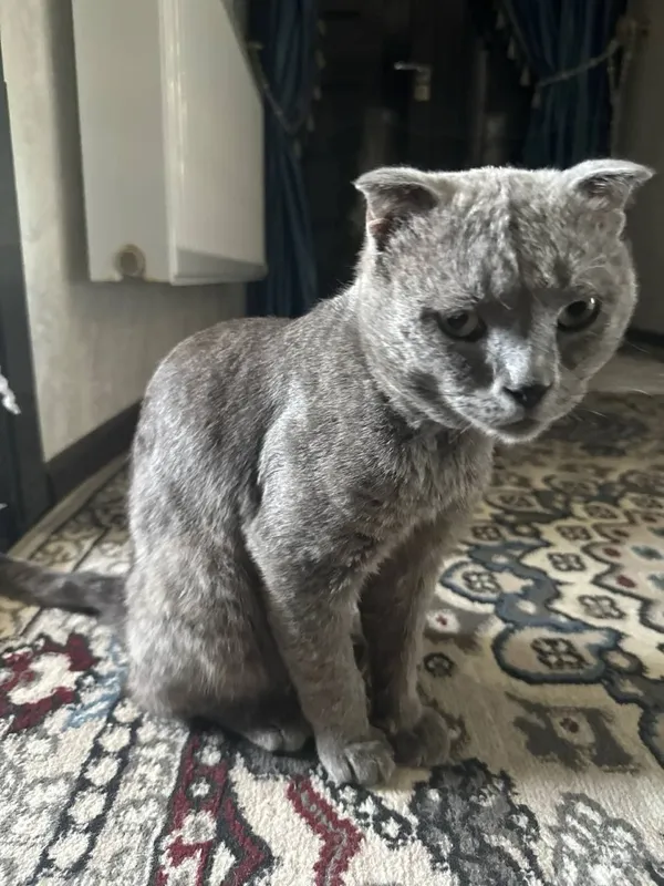 Кошка продается "скоттиш" 1 Кошка продается "скоттиш" 1