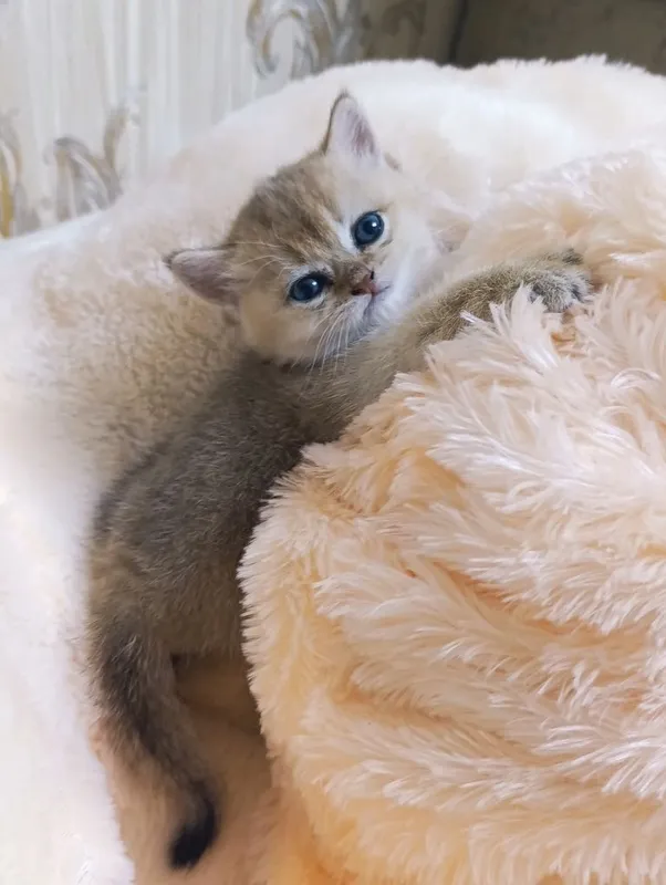 Котёнок золотая шиншилла. 3 Котёнок золотая шиншилла. 3