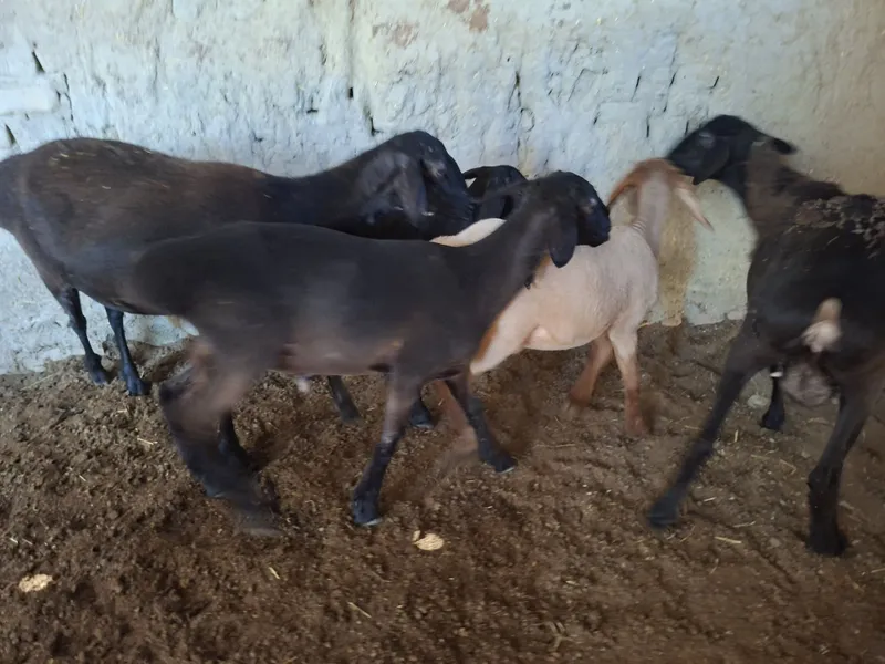 Ona bola quylar sotiladi ikkita tuqqan birinchi qorin — фото 5