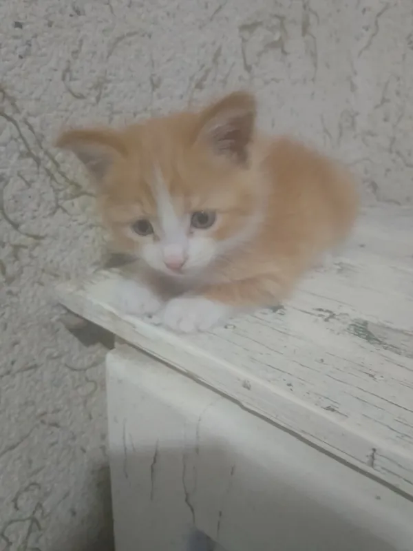 mushuk 🐈 sotamiz