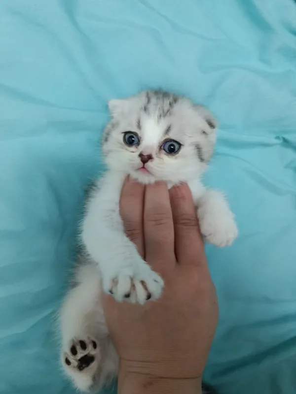 Скотиш фолд котенок продам