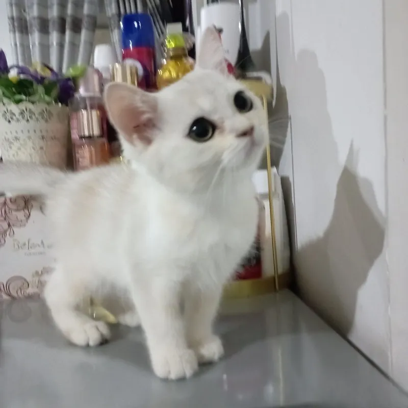 Serebristi shinshila 1 Serebristi shinshila 1