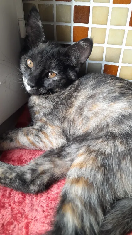котята, котенок. в Добрые руки. бесплатно.