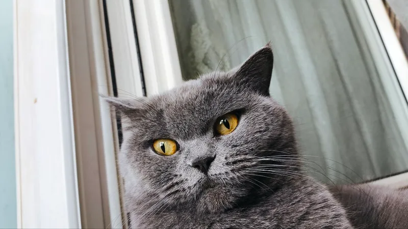 Кошка 1 Кошка 1