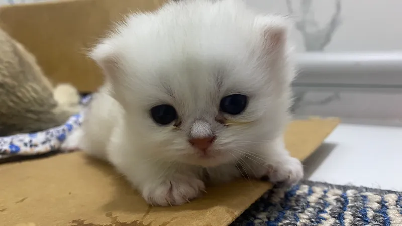 Scottish fold 2