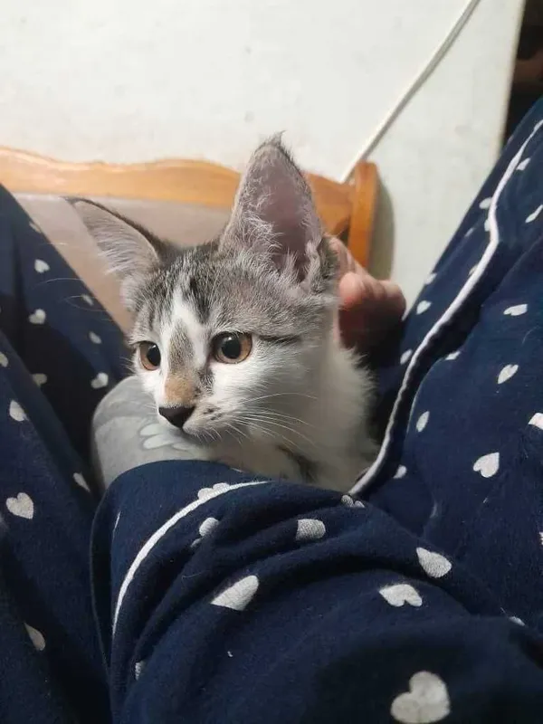 Бесплатно котята