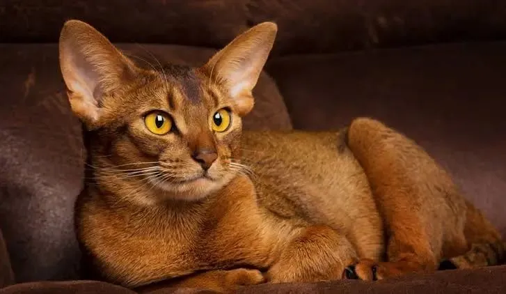 Вязка Абесинец Кот