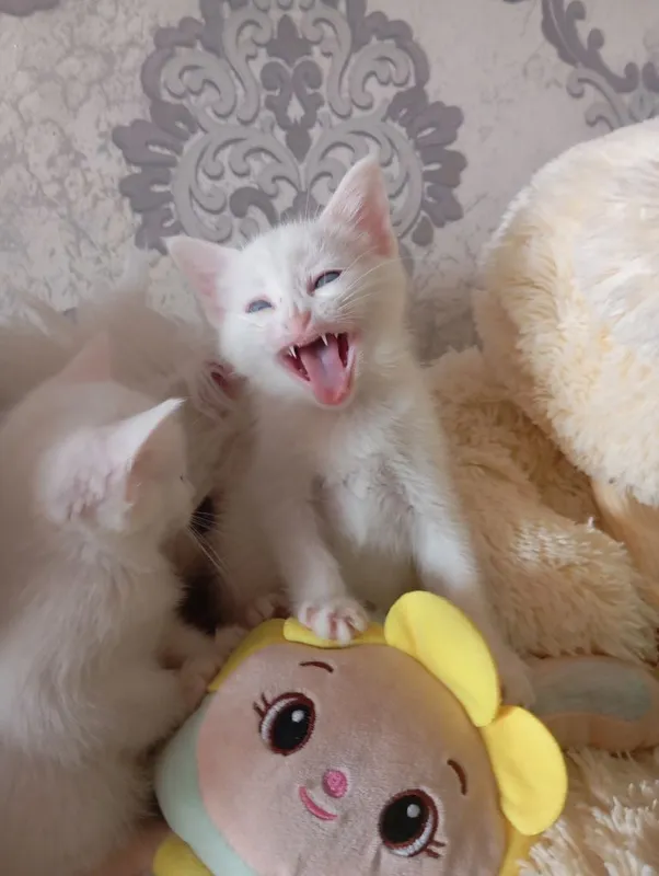 Продаются Котята — фото 5