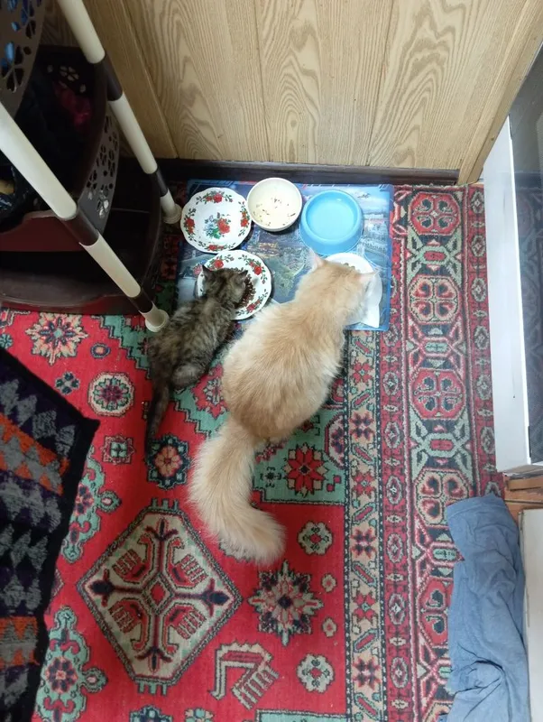 Отдам в добрые руки котенка 6 Отдам в добрые руки котенка 6