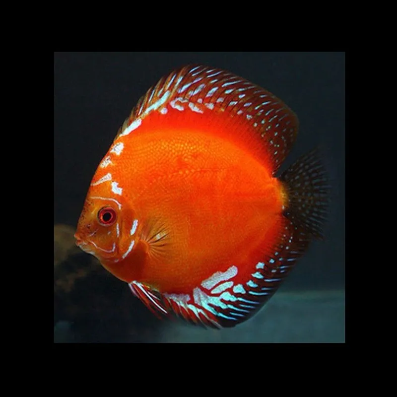Discus privaznoy Thailand 5-6 sm 2 Discus privaznoy Thailand 5-6 sm 2