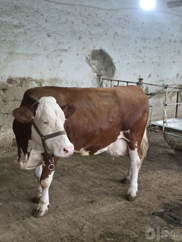 Semental Sotiladi 20 l sut beradi 5 Semental Sotiladi 20 l sut beradi 5
