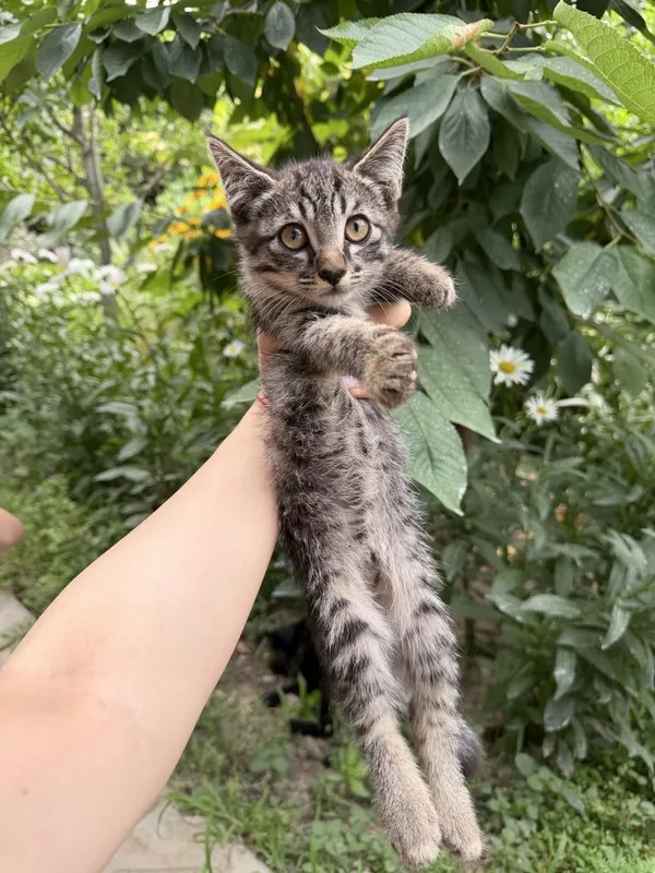 котята бесплатно, домашние 1 котята бесплатно, домашние 1