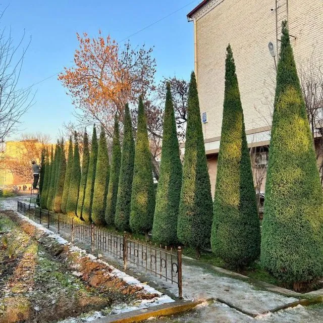 Gazon xar xil kóchatlar mavjut — фото 3