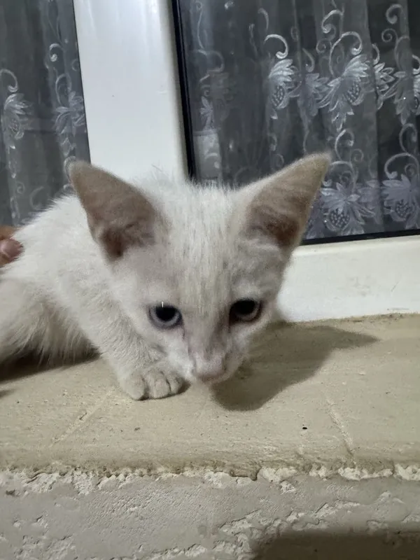 Котята домашниее 5 Котята домашниее 5
