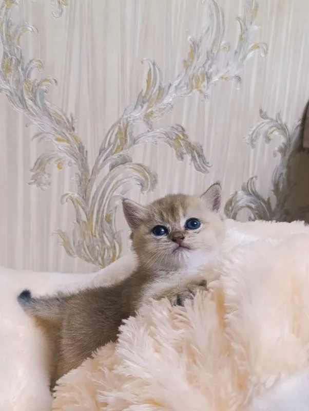 Котёнок золотая шиншилла. 4 Котёнок золотая шиншилла. 4