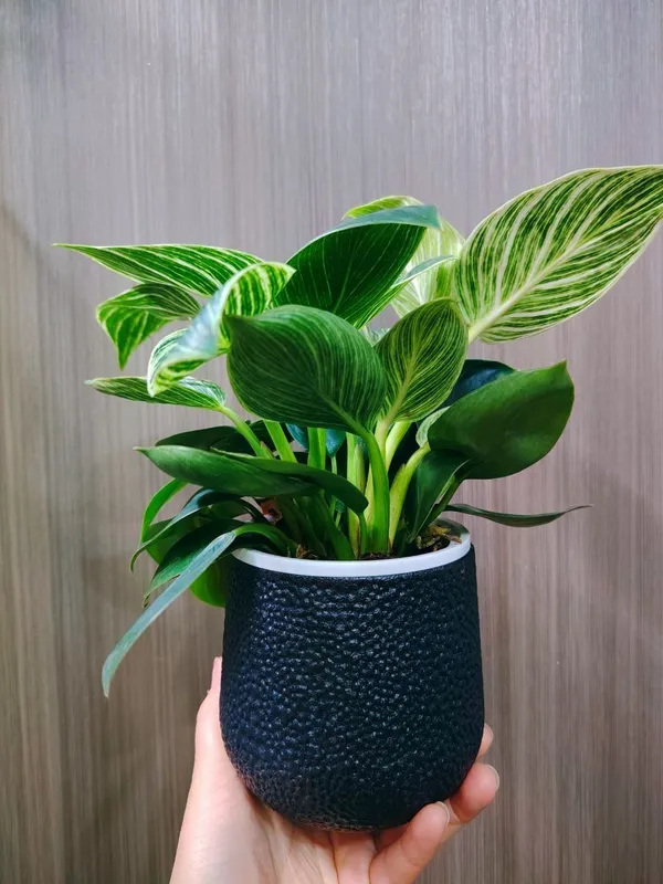 Philodendron Биркин 1 Philodendron Биркин 1