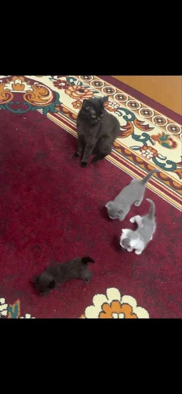 Милые котёнки для добрые люди 1 Милые котёнки для добрые люди 1