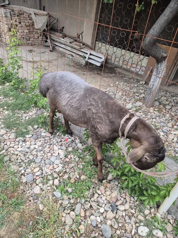 Qurbonlik uchun qoʻchqorlar bor — фото 2