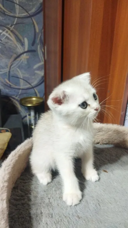 продаются шотландские чистокровные котята — фото 3