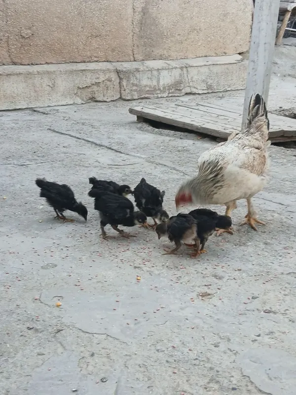 Ona tovuq bolalari 6ta