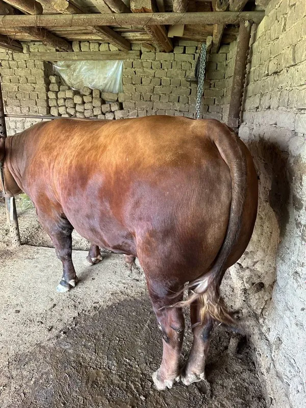 Buqalar sotamza soglom qurbonliga — фото 1
