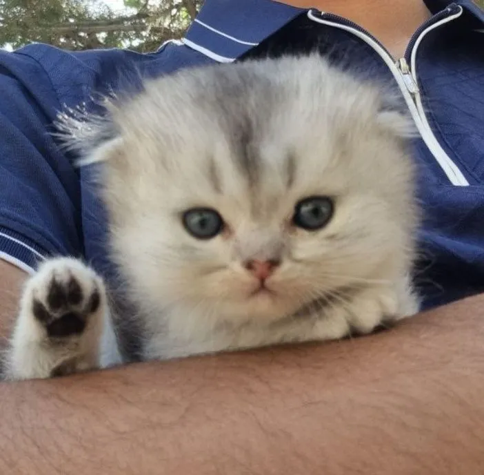 Котенок породы СКОТТИШ-ФОЛД 5 Котенок породы СКОТТИШ-ФОЛД 5