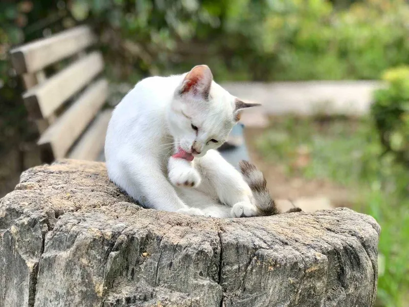 Последнии котята из помета 2