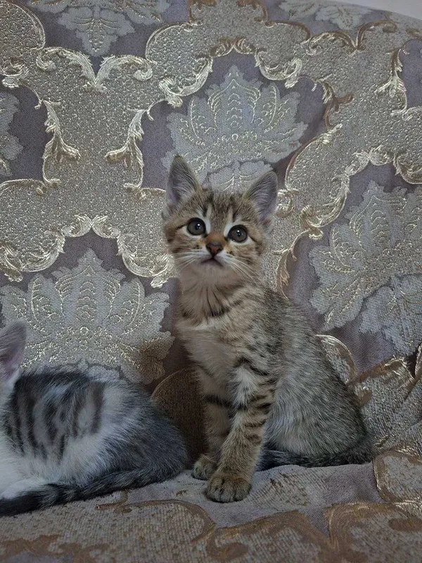 Отдам даром котят — фото 1