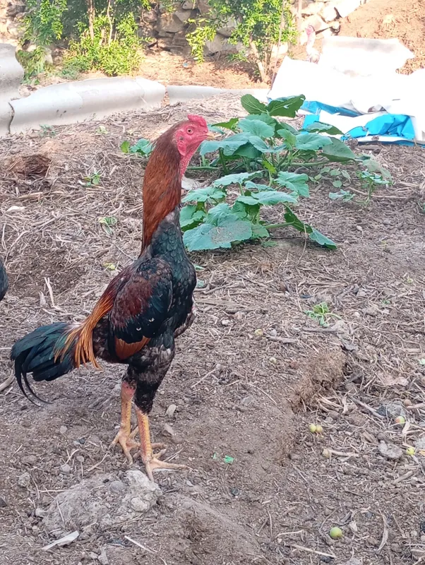 DAKAN XUROZ SOTILADI XALI JUJA