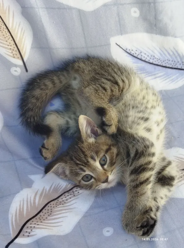 срочно продаются шотландские котята — фото 5