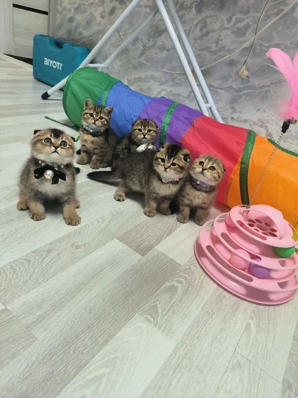 Шикарные котята от правильной вязки — фото 3