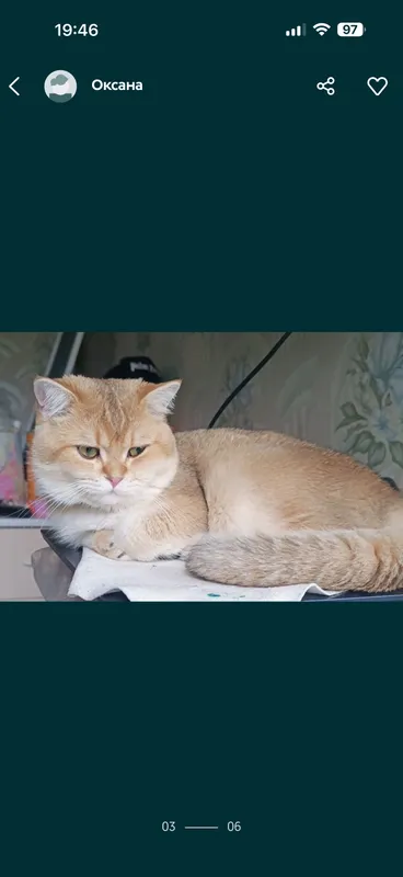 Вязка коты шиншиллы — фото 1