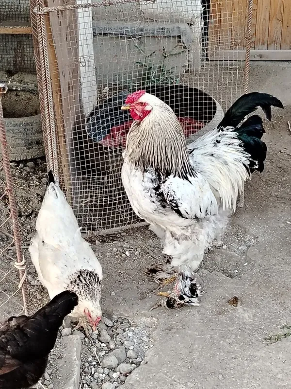 Brama xoʻroz 1 yosh