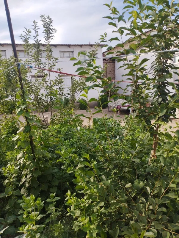 Хожели мясокомбинатта улкен уй сатылады 350 млн — фото 3
