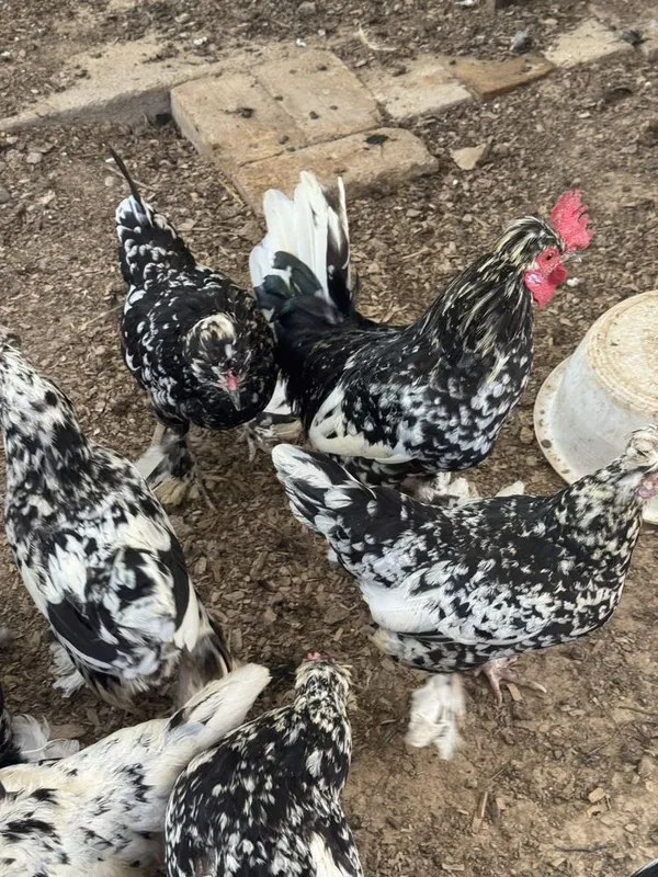 Koreyskiy troykala sotiladi 1 Koreyskiy troykala sotiladi 1