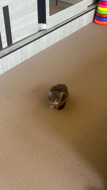 Отдам в очень добрые руки двухмесячного котёнка-девочку — фото 1