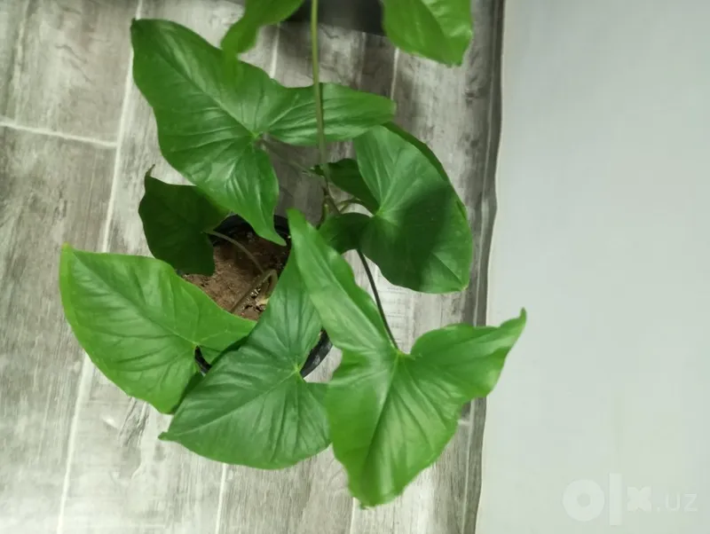 Tropik liana — monstera 2 Tropik liana — monstera 2