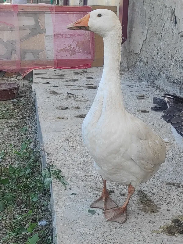 ĝoz 2