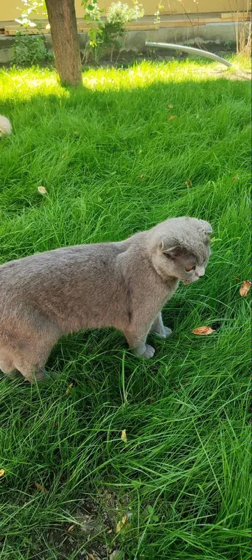 Scottish Fold mushuk — фото 1