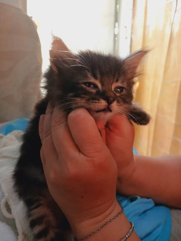 ПРОДАЮ КОТЯТ ЛЕСНАЯ НОРВЕЖСКАЯ