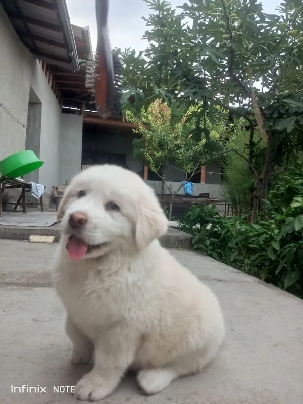 Kangal kuchuk 2 oylik 4