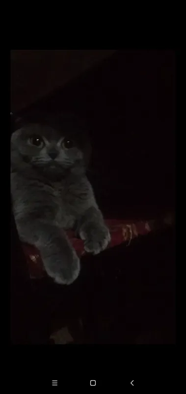 скотиш фолд шотландский 3 скотиш фолд шотландский 3