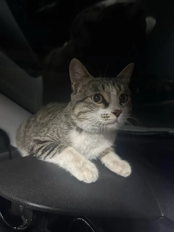 Котенка в добрые руки — фото 2