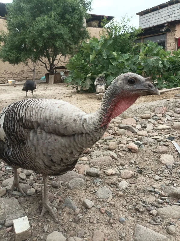 Kurkalar joʻja tovuqlar sotiladi 1
