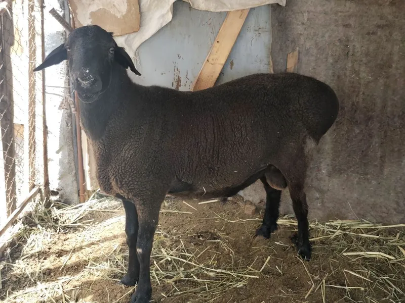 қучқор. Келишилган нархда. 80 мингдан живой весгахам келишамиз