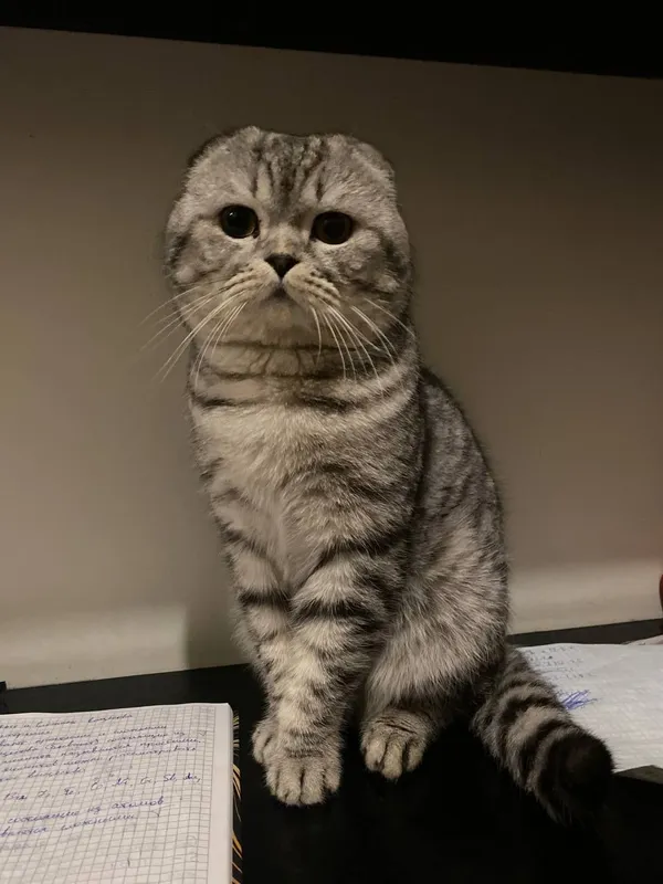 Шотландский вислоухий кот ищет любящий дом