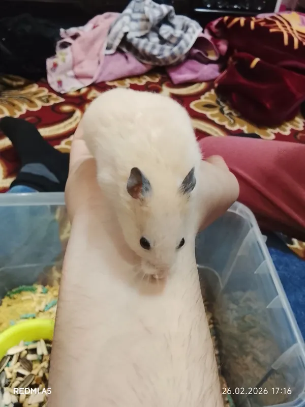 Andijon suriya hamyak