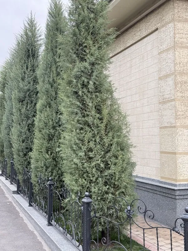 Продается кипарис, ёлка — фото 7